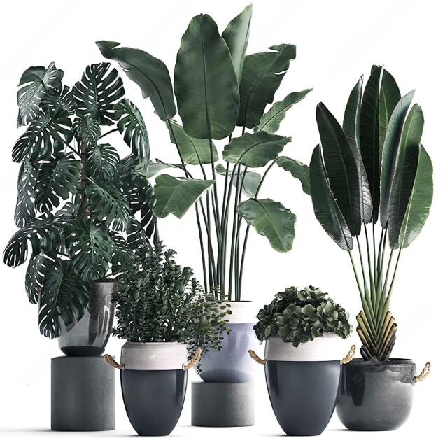 现代植物盆栽3D模型