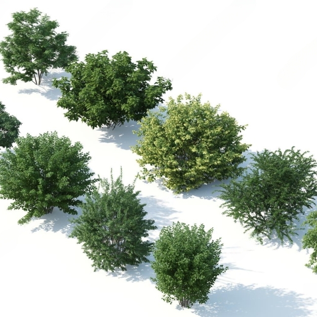 现代灌木植物3D模型