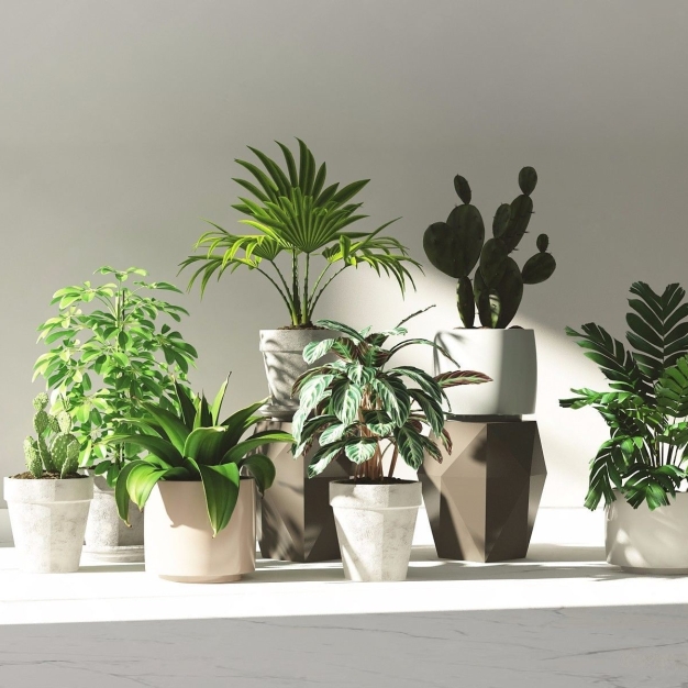 植物盆景组合3D模型