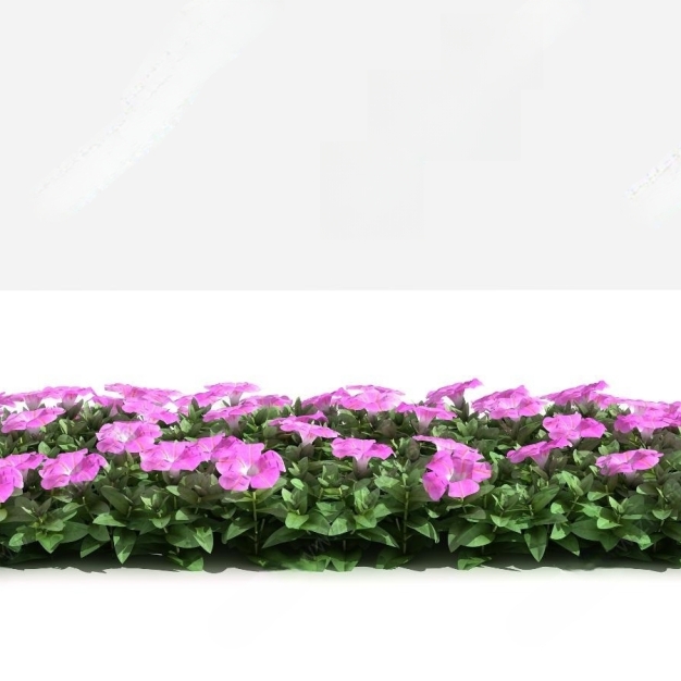 矮牵牛花植物3D模型