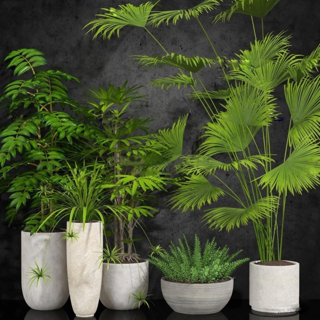 植物盆栽3D模型