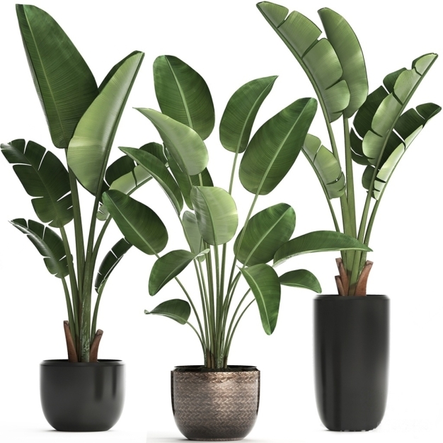 植物盆栽3D模型