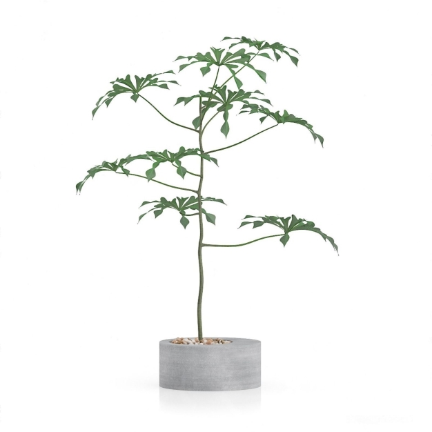 现代植物盆栽3D模型