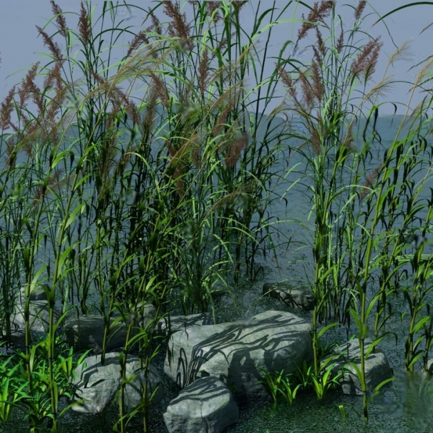 现代芦苇水生植物3D模型