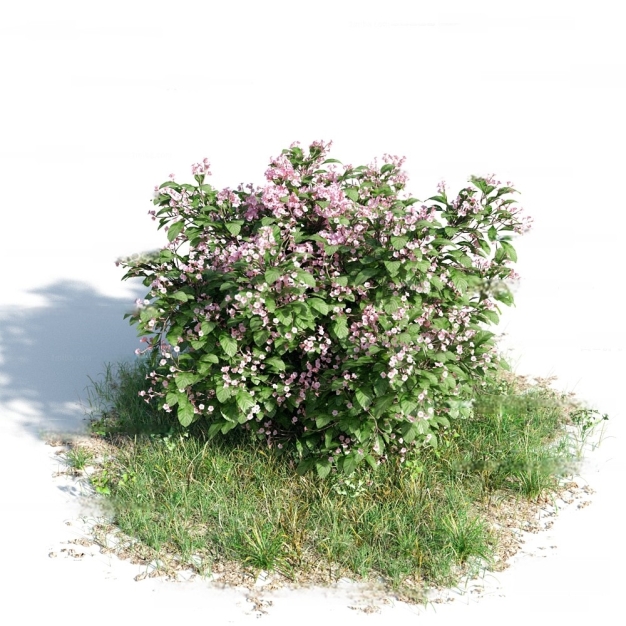 现代灌木花草3D模型