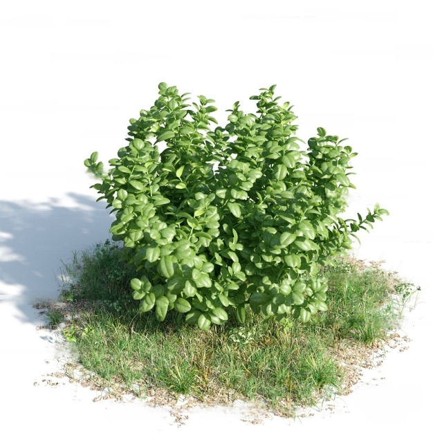 现代灌木花草3D模型