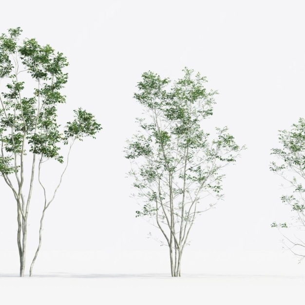 现代树木3D模型