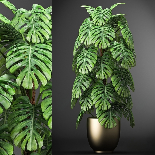 现代龟背竹植物盆栽3D模型
