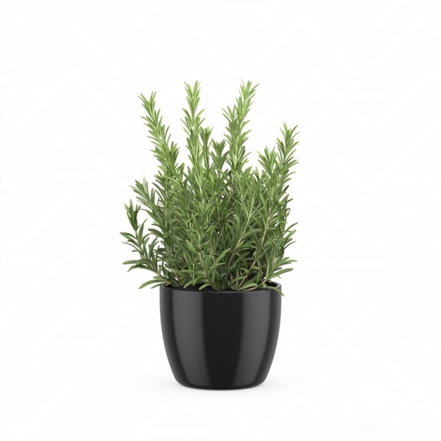 现代植物盆栽3D模型