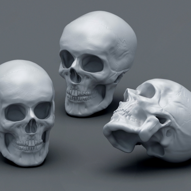 现代头骨3D模型