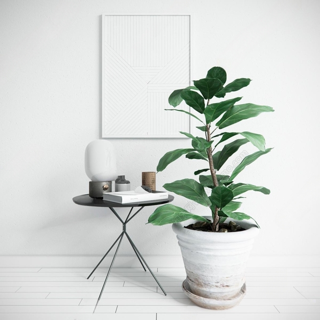北欧大叶植物盆栽3D模型