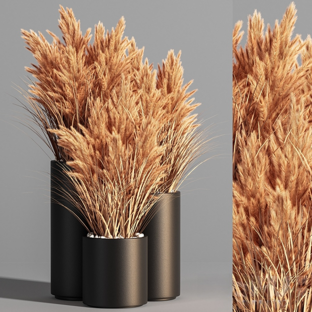 现代芦苇干花盆栽3D模型