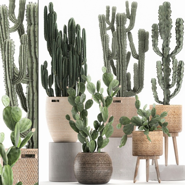 仙人掌植物组合3D模型