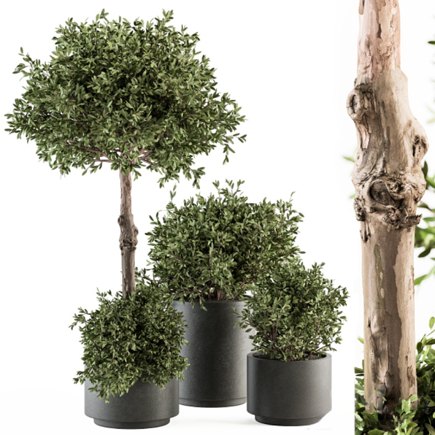 植物盆栽3D模型
