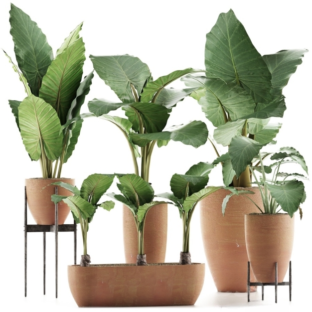现代植物盆栽3D模型