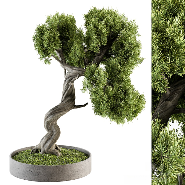 植物盆栽3D模型