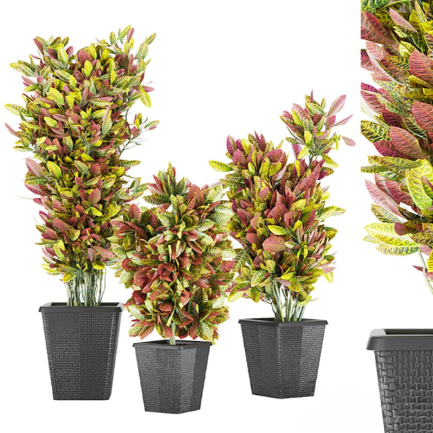 植物盆栽3D模型