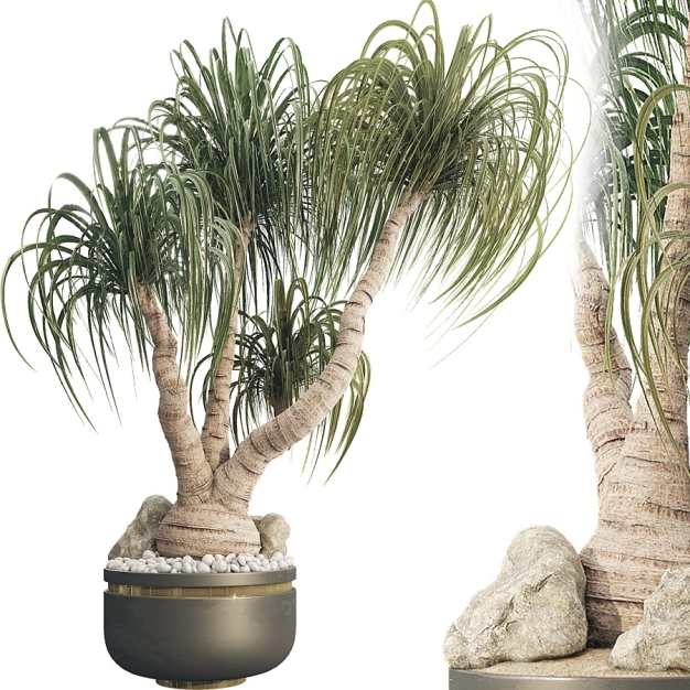 马尾辫棕榈树植物盆栽3D模型