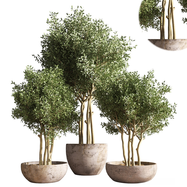 植物盆栽3D模型