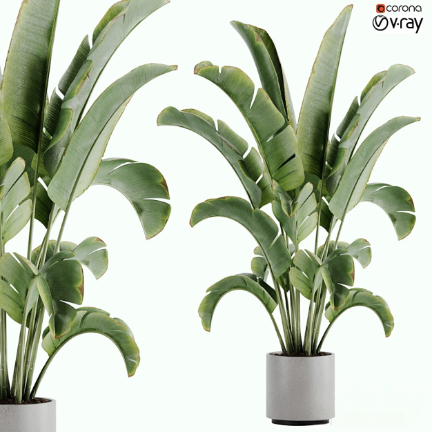 植物盆栽3D模型