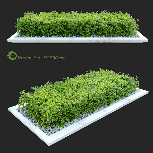 花坛灌木植物3D模型