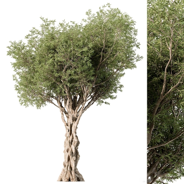 树木3D模型