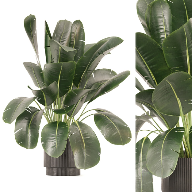 植物盆栽3D模型