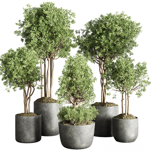 橄榄树室内植物3D模型