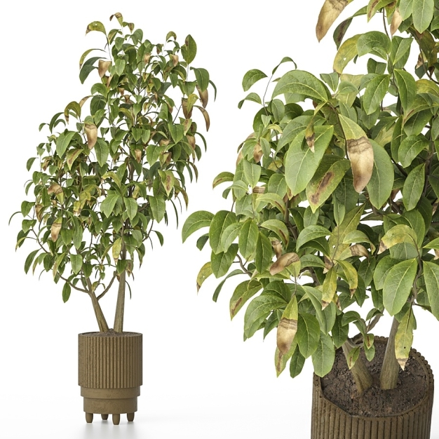 现代植物盆栽3D模型