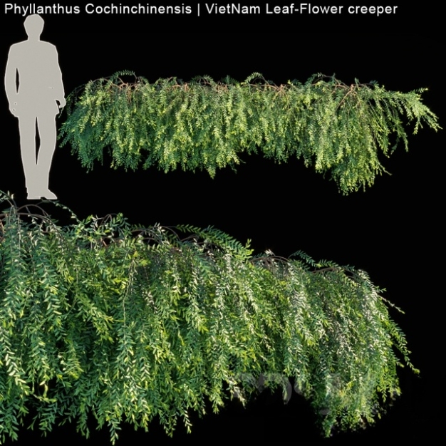 藤蔓植物3D模型