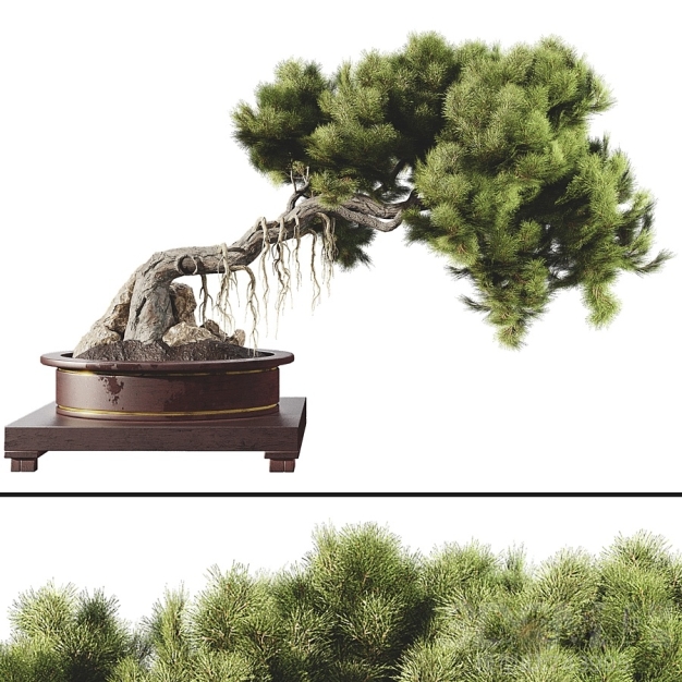 松树植物盆栽 盆景3D模型