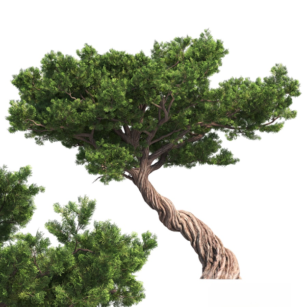 现代松树景观树3D模型