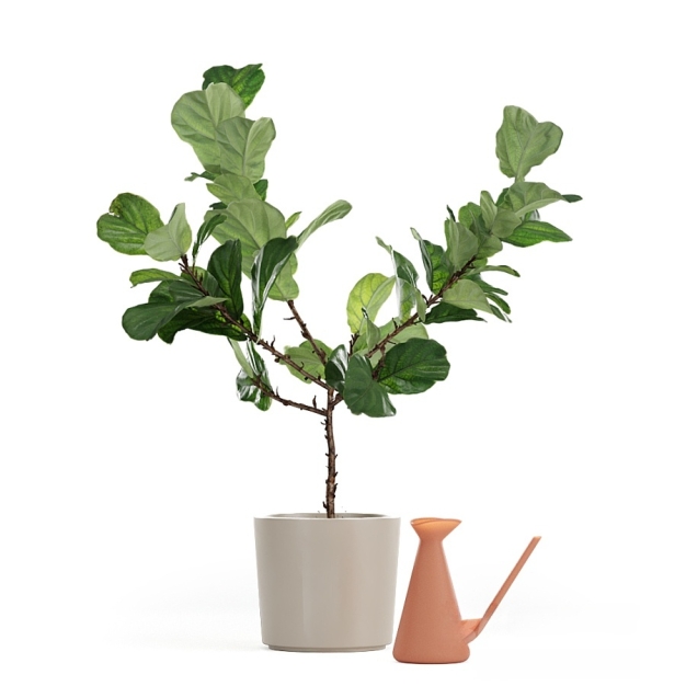 植物盆栽3D模型