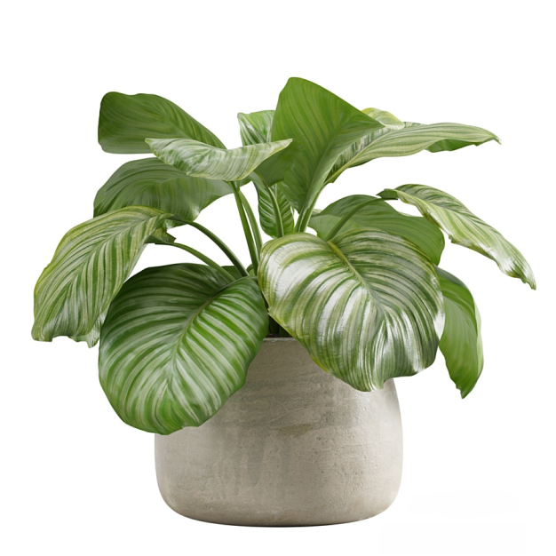 现代植物盆栽3D模型
