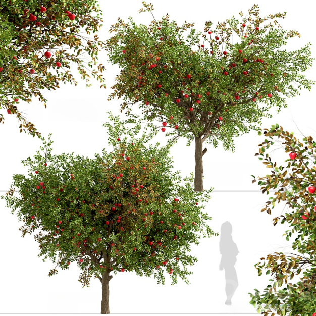 苹果树3D模型