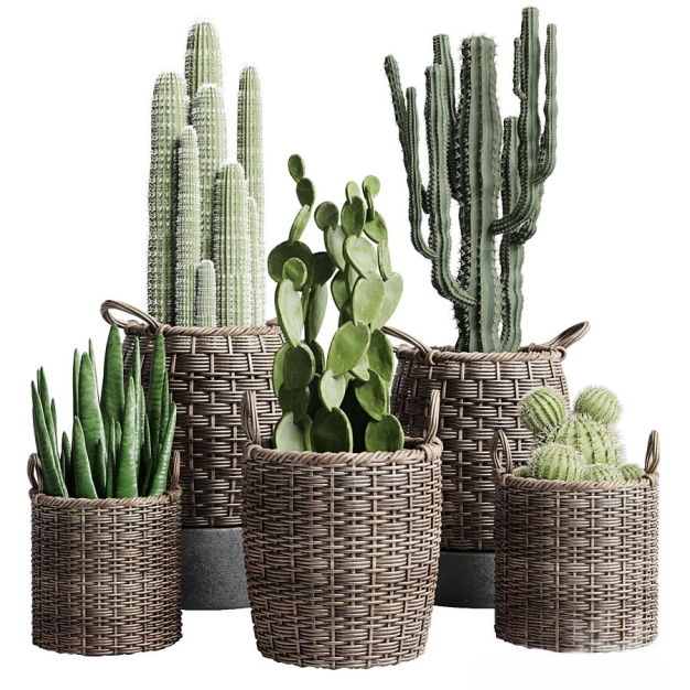 盆栽仙人掌植物组合3D模型