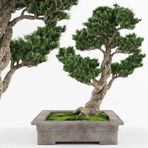 新中式柏树盆景盆栽3D模型