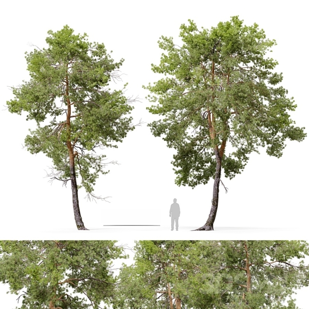 树木 3D模型