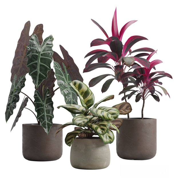 植物盆栽3D模型