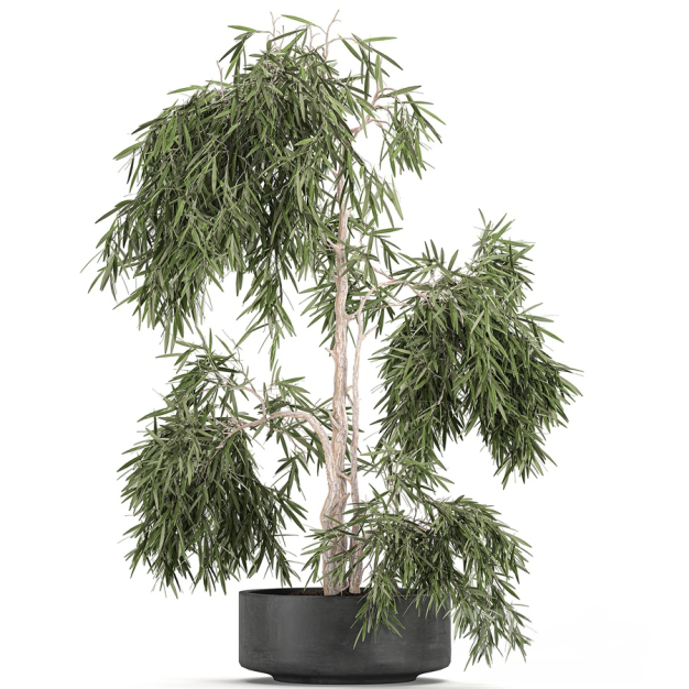 植物盆栽3D模型