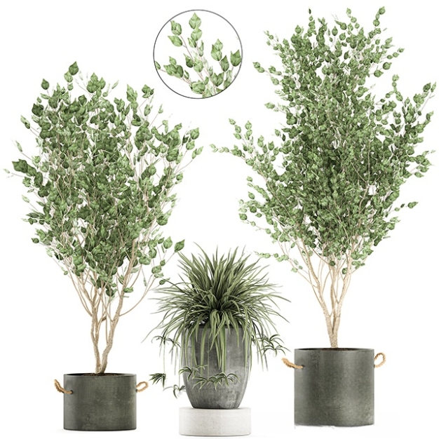 植物盆栽3D模型