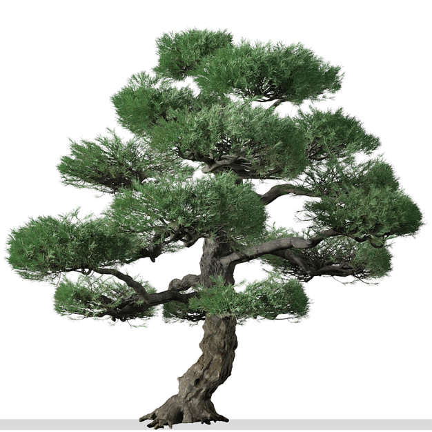 日本白松树3D模型