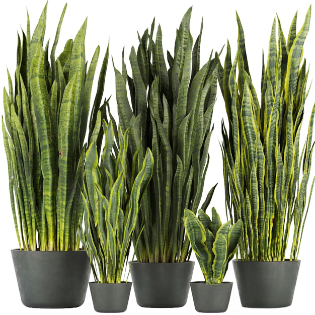 虎皮兰植物盆栽3D模型