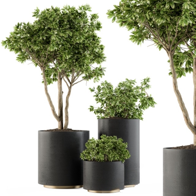 植物盆栽3D模型