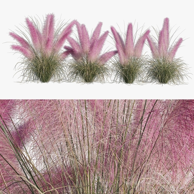 芦苇 植物 花草3D模型