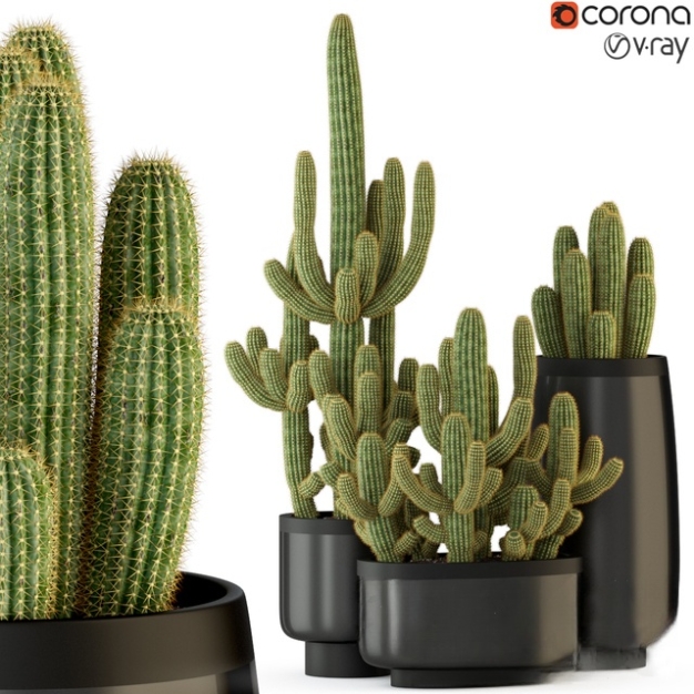 仙人掌植物盆栽3D模型