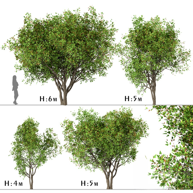 现代树木组合3D模型