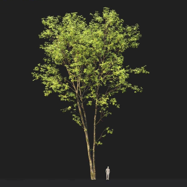 树木3D模型