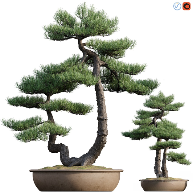 现代绿植松树盆栽3D模型