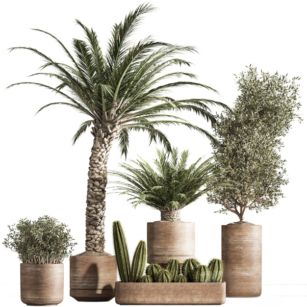 现代仙人掌绿植盆栽3D模型